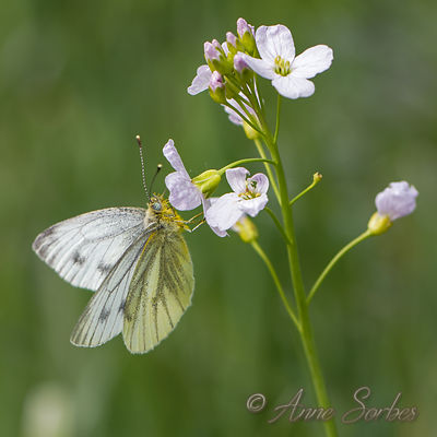 Pieris napi