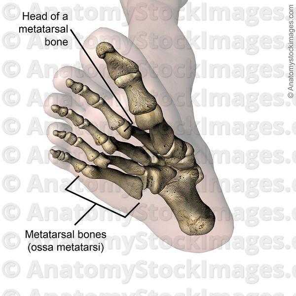 Anatomy Stock Images