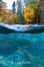 NORTH FORK SKOKOMISH RIVER IN AUTUMN