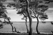 Krokiga tallar vid havet i svartvitt