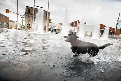 happy black lab dog running splashing in urban pool water down town