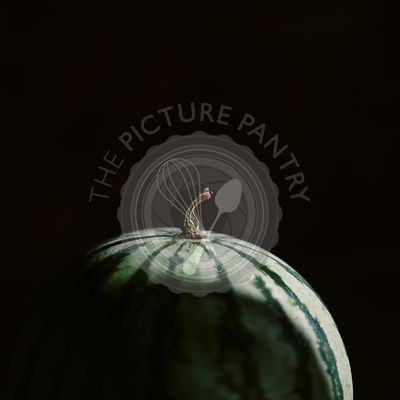 A close up macro photo of a watermelon on a dark background