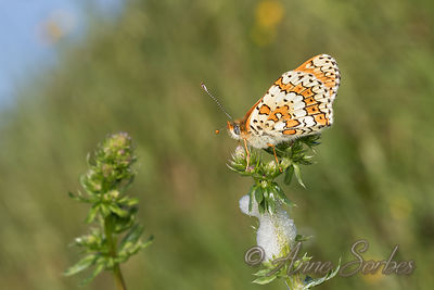 Melitaea cinxia