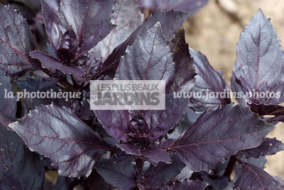 Basilic 'Red Rubin' (ocimum basilicum). Plante aromatique