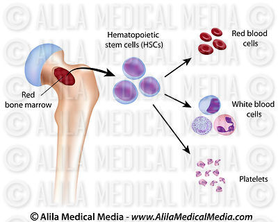 Blood cell formation from bone marrow