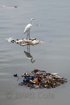 An egret amid trash in Mahim Bay, Mumbai, India.