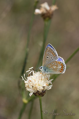 Polyommatus icarus
