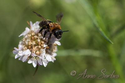 Andrena thoracica