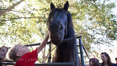 Lazarus, Percheron, horse--a gentle giant