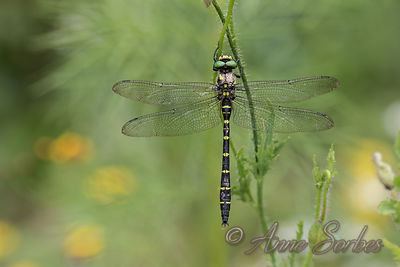 Cordulegaster bidentata