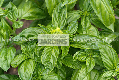 Basilic 'Grand Vert' (ocimum basilicum). Plante aromatique