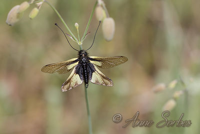 Libelloides coccajus
