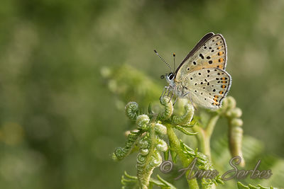 Heodes tityrus