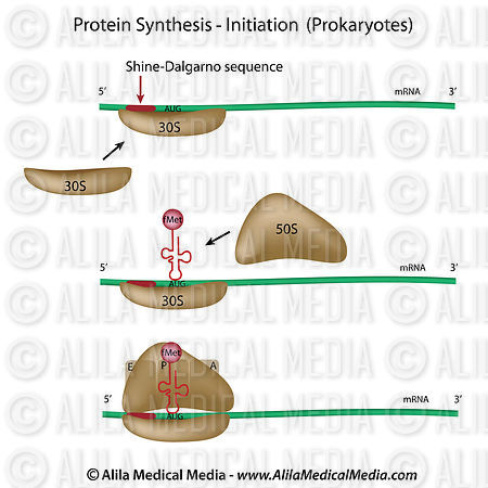 Protein synthesis initiation (prokaryotes)