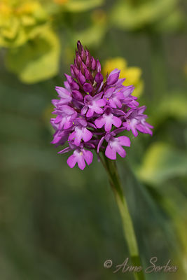 Anacamptis pyramidalis