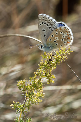 Polyommatus bellargus