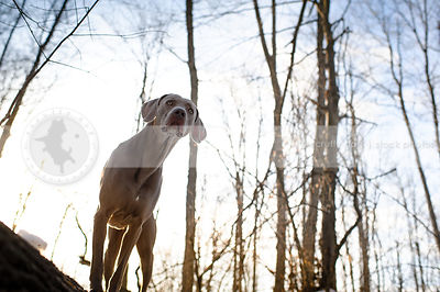 grey weimaraner dog staring from trees with sunshine