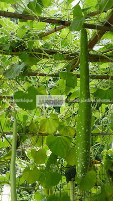 Lagenaria siceraria var. longissima (gourde massue longue), Cucurbitaceae, Grimpante frileuse, Annuelle, Légume, Port volubile, Vrille, Feuillage caduc, Feuille velue, Floraison été, Monoïque, Fleur blanche, Nocturne, Fruit cylindrique, Vert tacheté, Orig