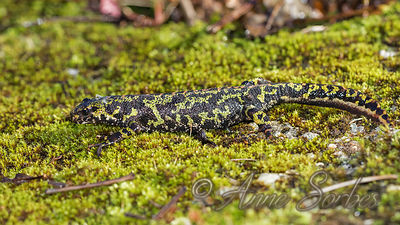 Triturus marmoratus