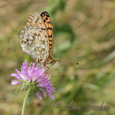 Argynnis aglaja