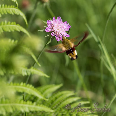 Hemaris fuciformis