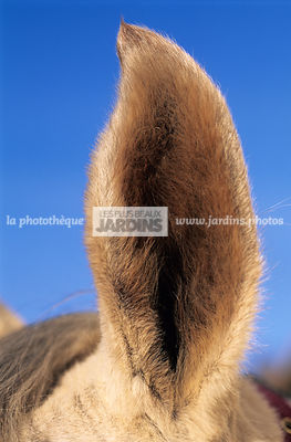 Oreille d'un cheval pur-sang arabe