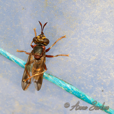 Conops vesicularis