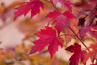Among Maples