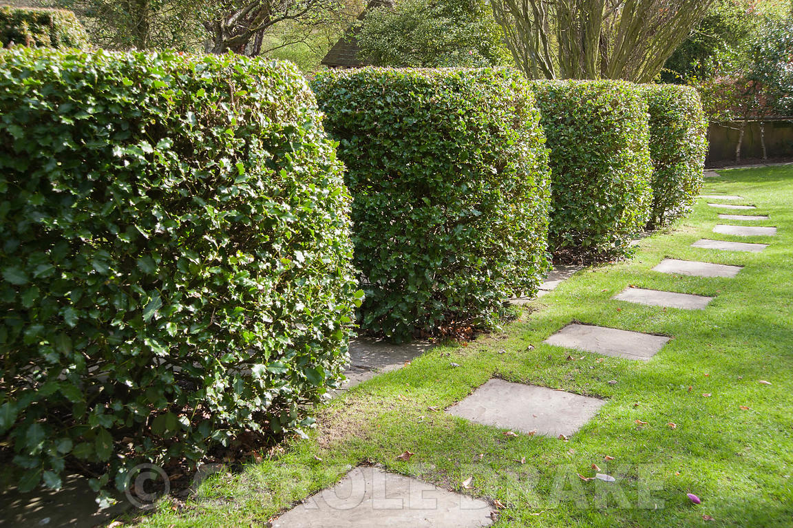 CAROLE DRAKE Shaped holly bushes with simple paving slabs set into