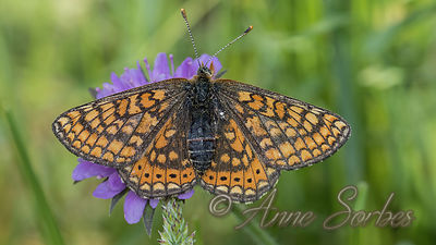 Euphydryas aurinia