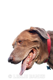 Chocolate Labrador Retriever