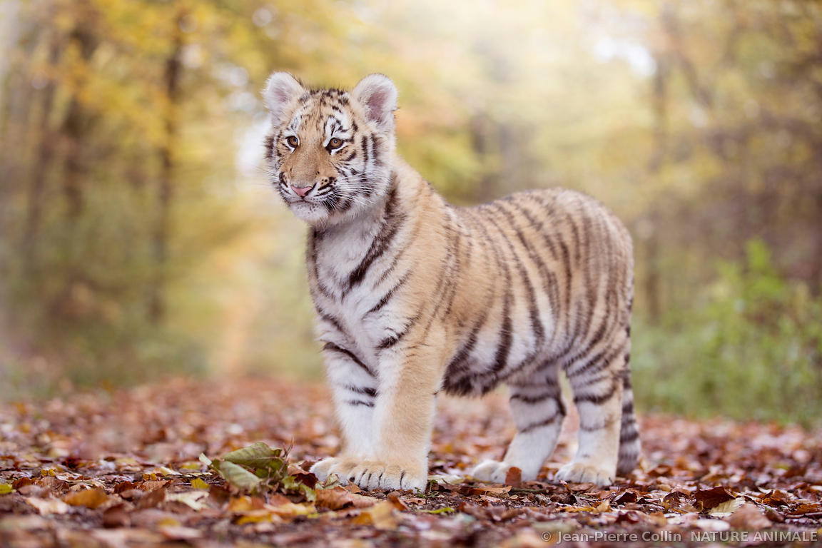 NATURE ANIMALE photo animaux et nature par le photographe animalier JeanPierre Collin. Photo d