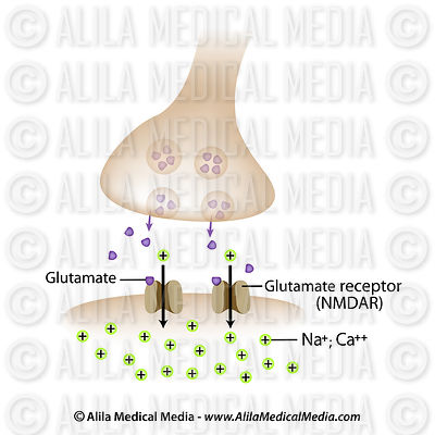 Glutamate synapse labeled