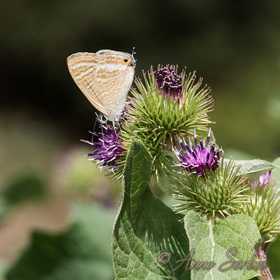 Lampides boeticus
