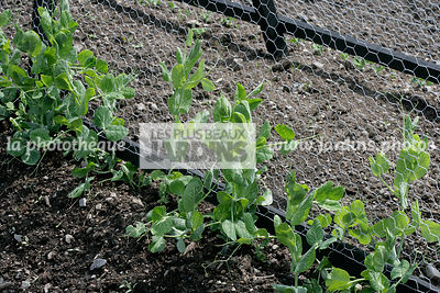 Culture de Pisum sativum (Pois mangetout) contre un grillage