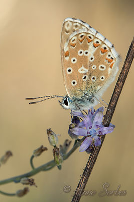 Lysandra bellargus