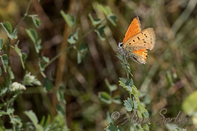 Lycaena virgaureae