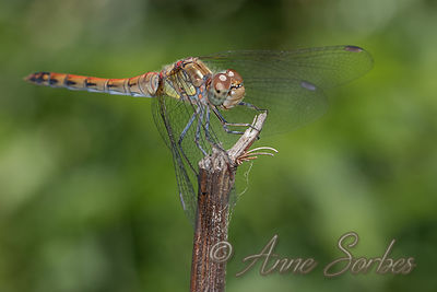Sympetrum striolatum