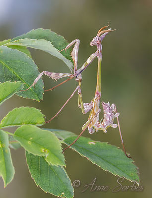Empusa pennata
