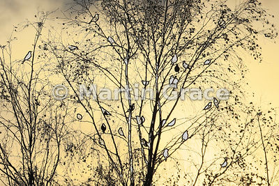 Birch Redwings