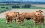 Herd of Limousin cattle on pasture land in Cumbria, UK.