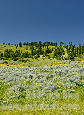 Ranchland View