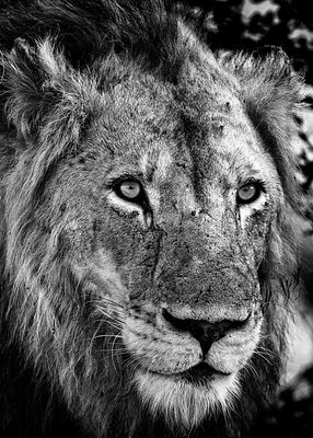 Le regard du lion