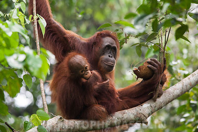 Femelle Orang Outan et son petit