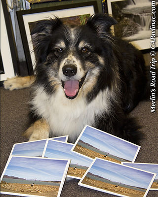 Merlin’s Greeting Card