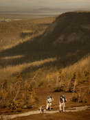 Hikers with dog