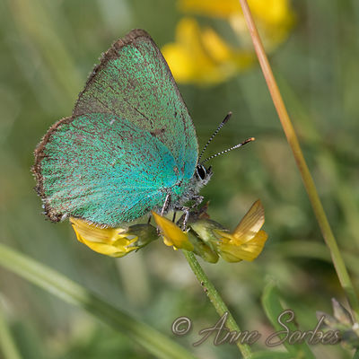 Callophrys rubi