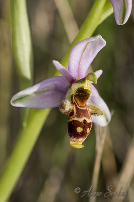 Ophrys scolopax