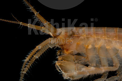 Gammarus zaddachi