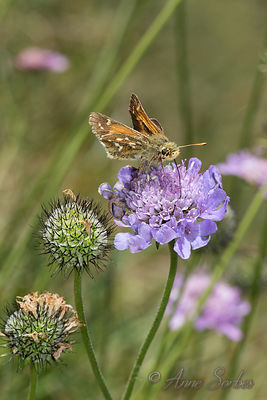 Hesperia comma